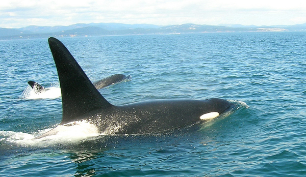 Orcas Canada