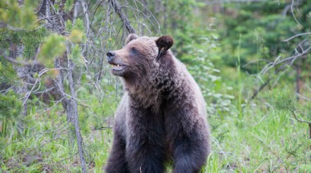 Grizzlie Lake Louise