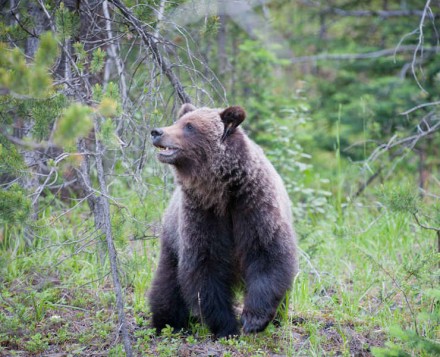 Grizzlie Lake Louise